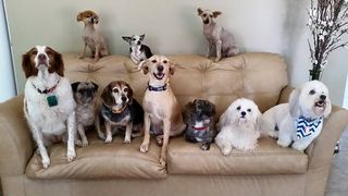 11060268_10153472222310309_6415936569340756159_n[1]