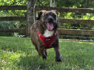 Available rescue dog