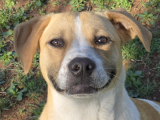 Available rescue dog