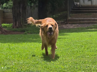 Available rescue dog