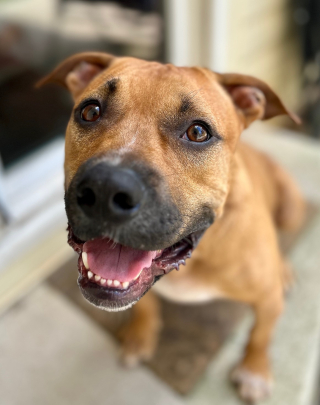 Available rescue dog