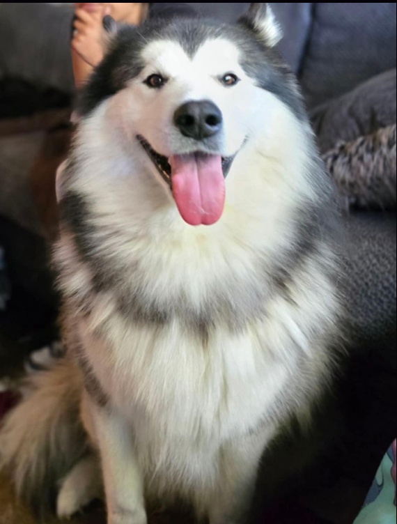 Cash - Available rescue dog