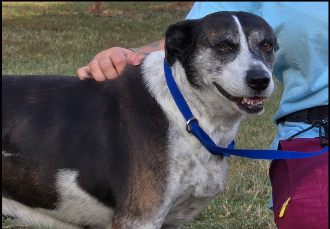 Daisy - Available rescue dog