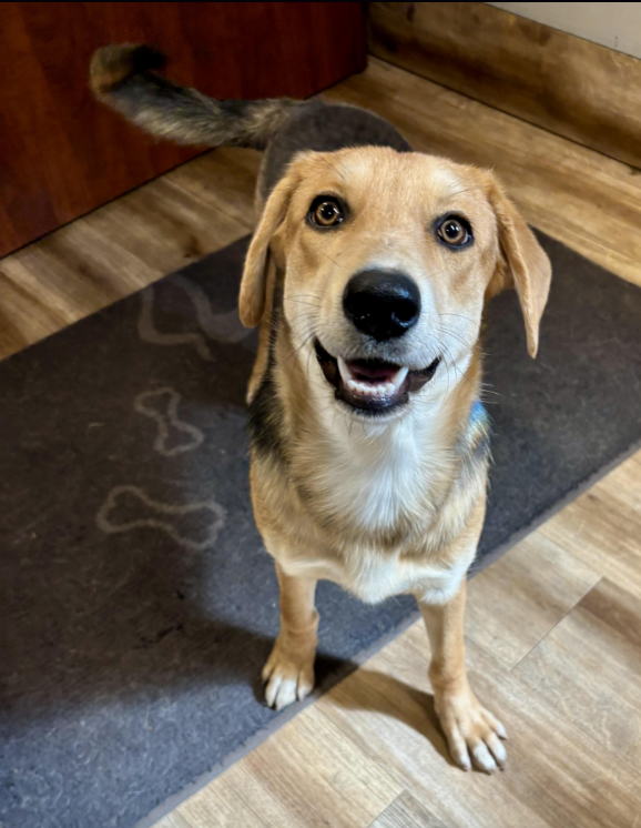 Dolly - Available rescue dog