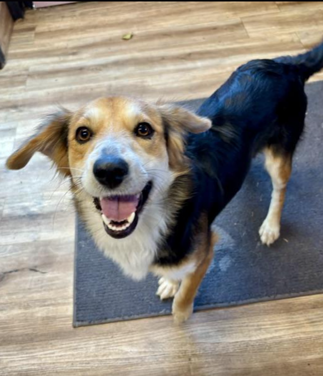 Loretta - Available rescue dog