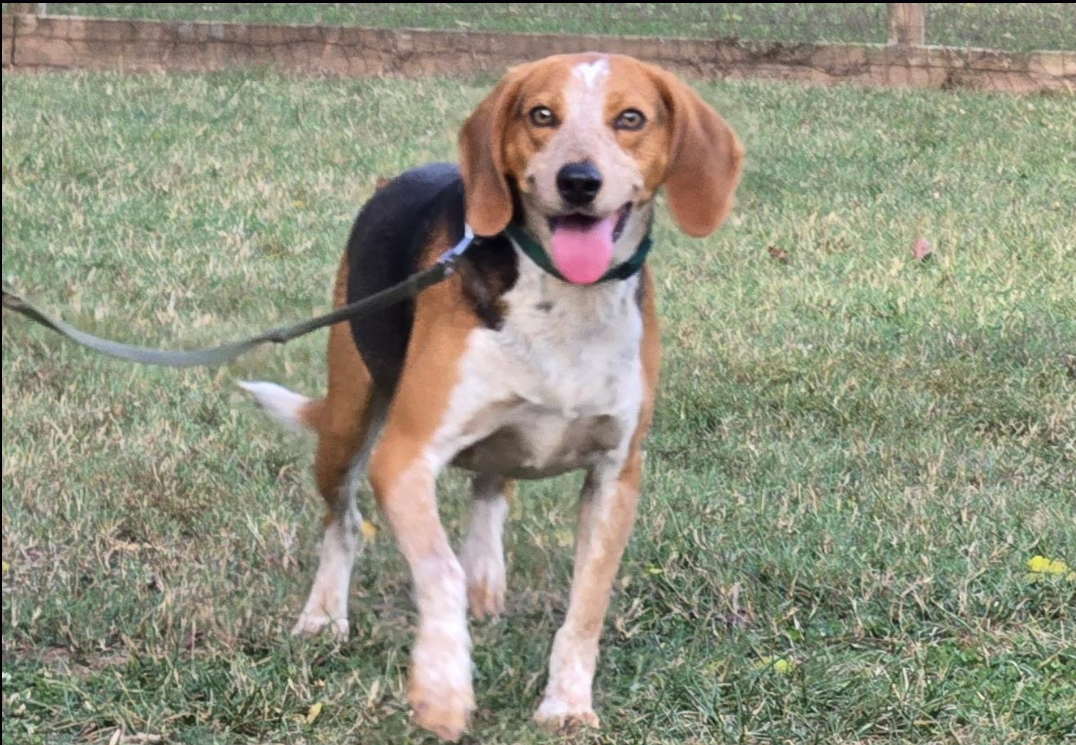 Skipper - Available rescue dog