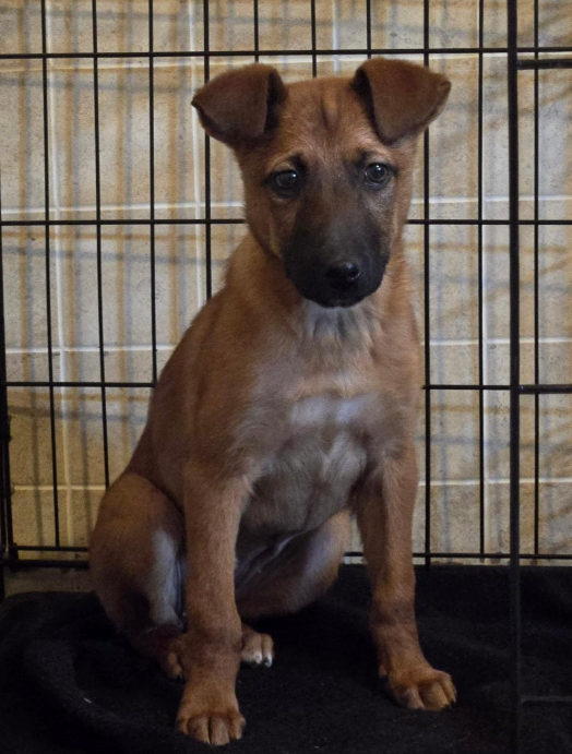 Caramel - Available rescue dog