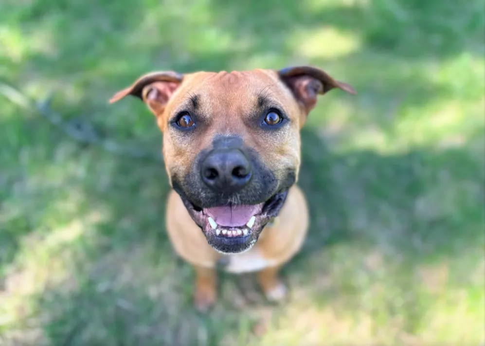 Available rescue dog