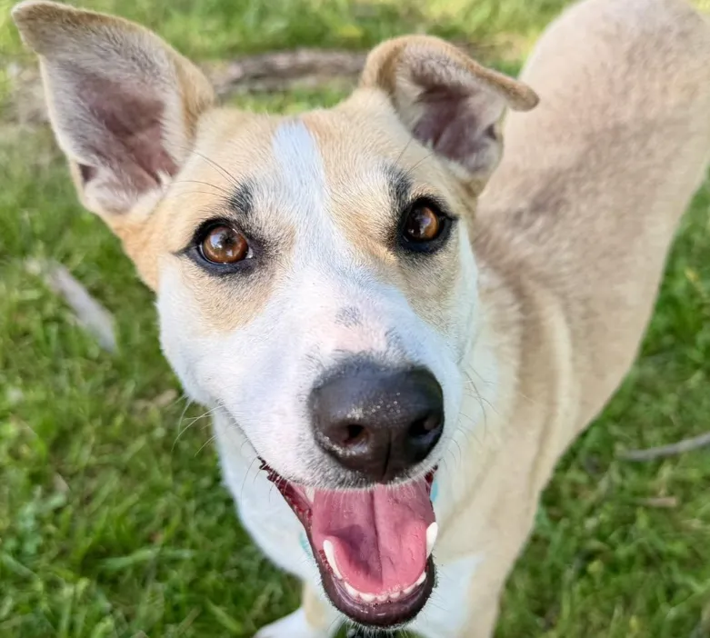 Miley - Available rescue dog